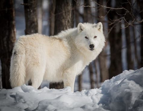 lobo blanco-4